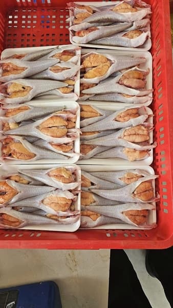 Cá chai Trứng Vân Đồn 500g