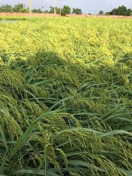 Cốm xào Mễ Trì 3