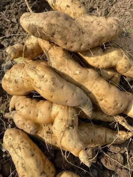 Khoai lang trắng bở Điện Biên 3