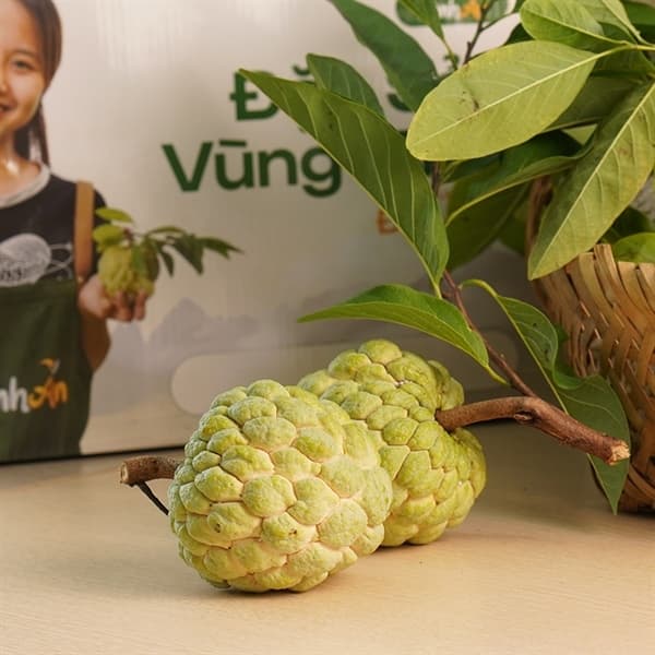 Na Chi Lăng Lạng Sơn Vip (size 3-4)