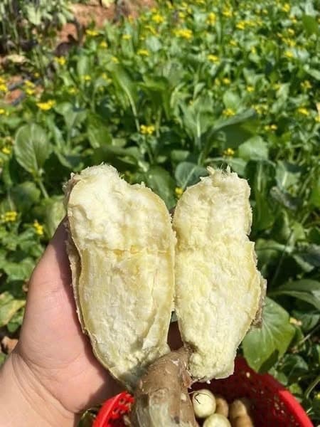 Khoai lang trắng bở Điện Biên