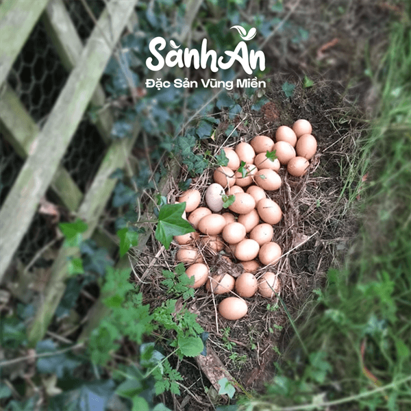 Trứng gà ta thả vườn 4