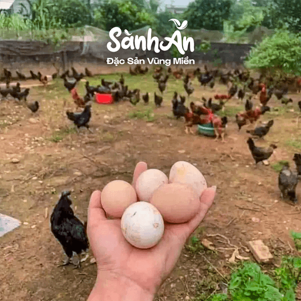 Trứng gà ta thả vườn 5