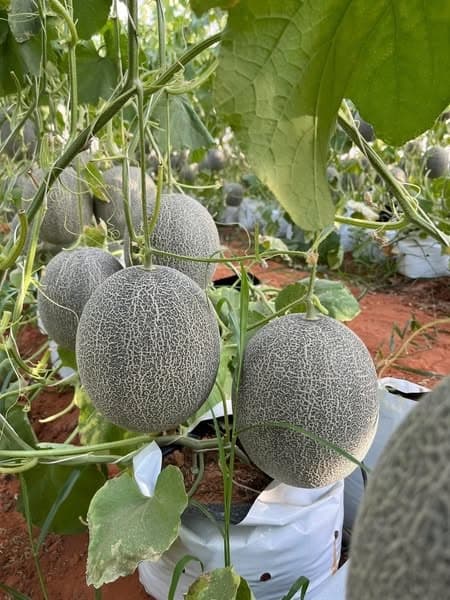 Dưa lưới mật Thiên An 4