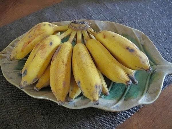 Chuối Tây Hà Tĩnh 2