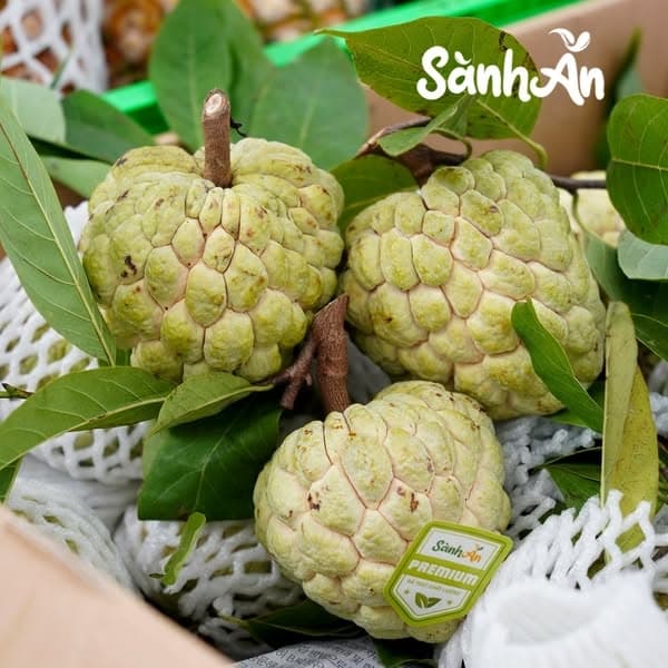 Na Chi Lăng Lạng Sơn (size 5-6-7)