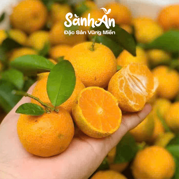 Quýt bi Vân Nam