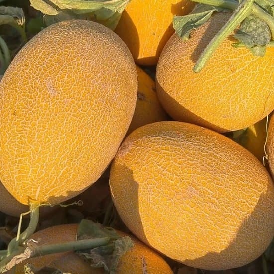 Dưa vàng đường