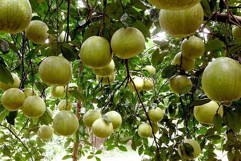 Bưởi thồ Bạch Hạ Phú Xuyên