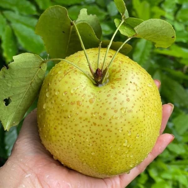 Lê đường xanh Hà Giang