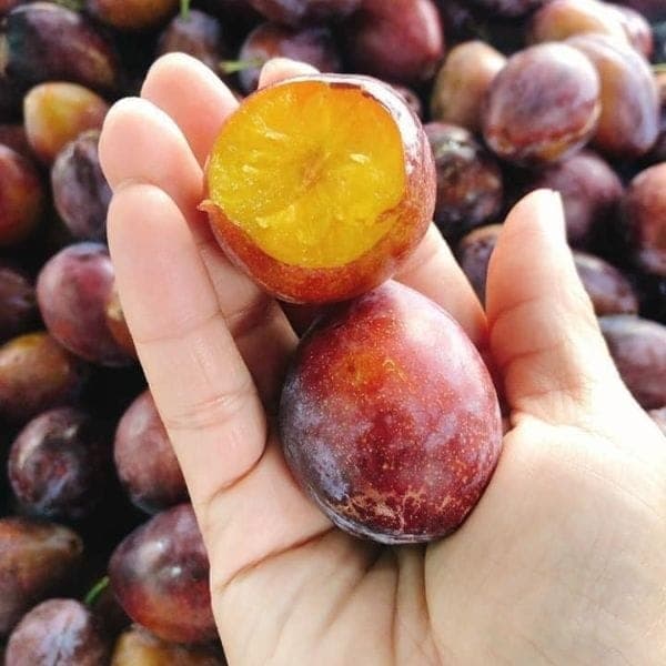 Mận đường nhót Prunes