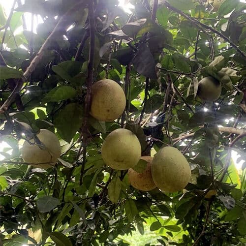 Bưởi thồ Bạch Hạ Phú Xuyên 2