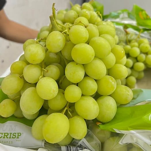 Nho xanh Mỹ Polar Sweet globe 3