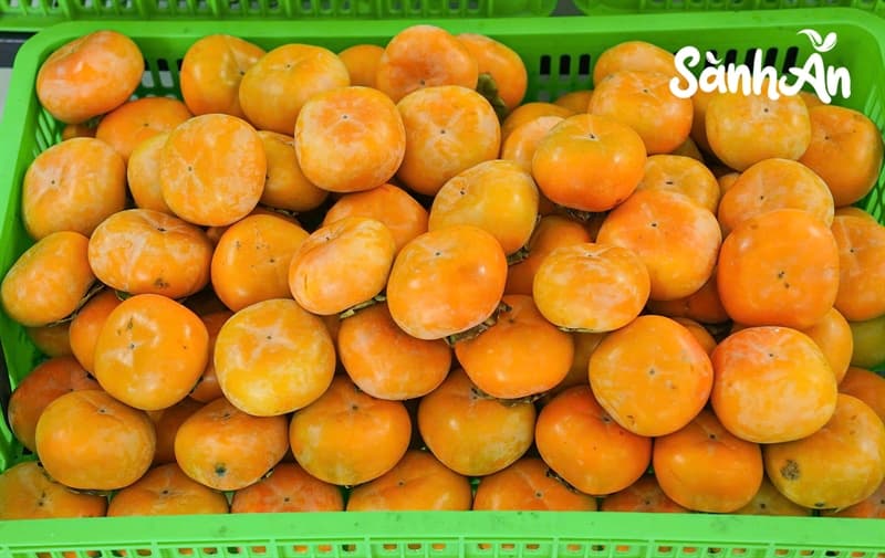 Hồng mật Vân Sơn VIP 4