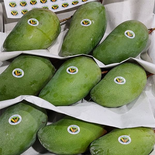 Xoài hạt lép An Giang 2