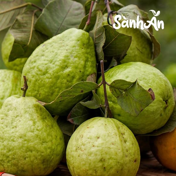 Ổi Thanh Hà Hải Dương