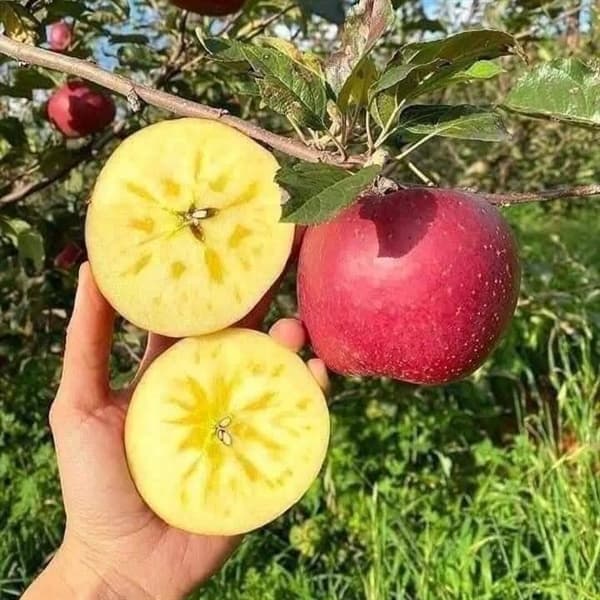 Táo Mật Phú Sỹ