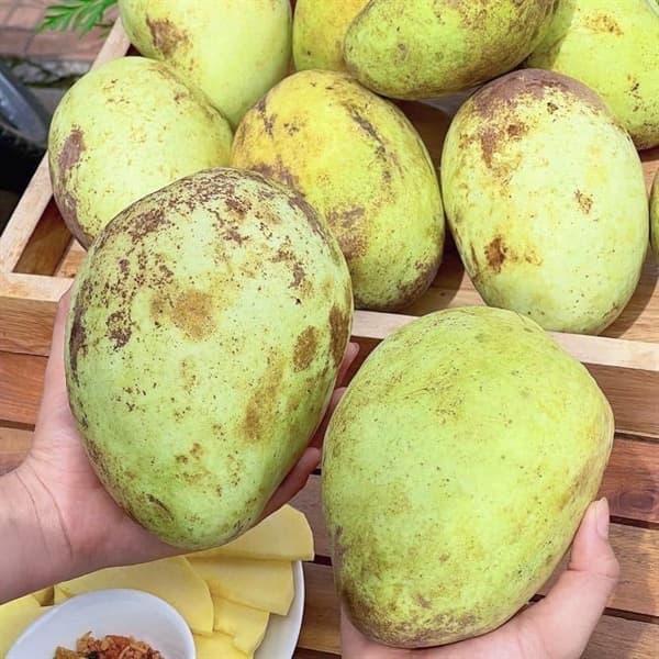 Xoài tứ quý Rám Cần thơ