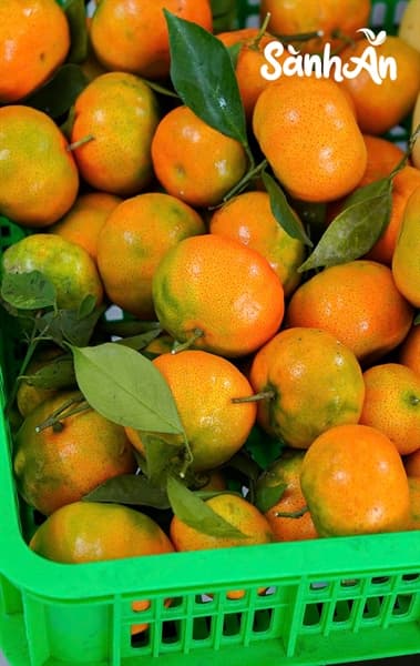 Cam Canh Hòa Bình 4