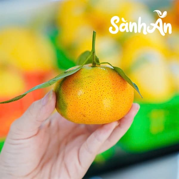 Cam Canh Hòa Bình 2