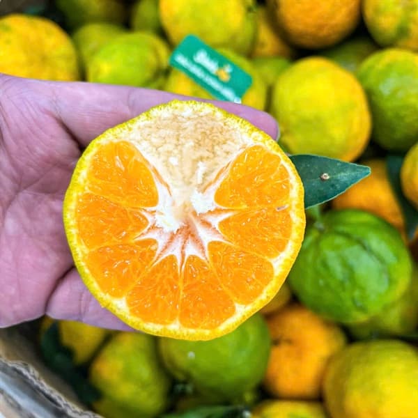 Quýt Sen Mường Khương 2