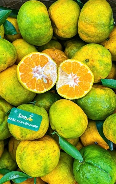Quýt Sen Mường Khương 4
