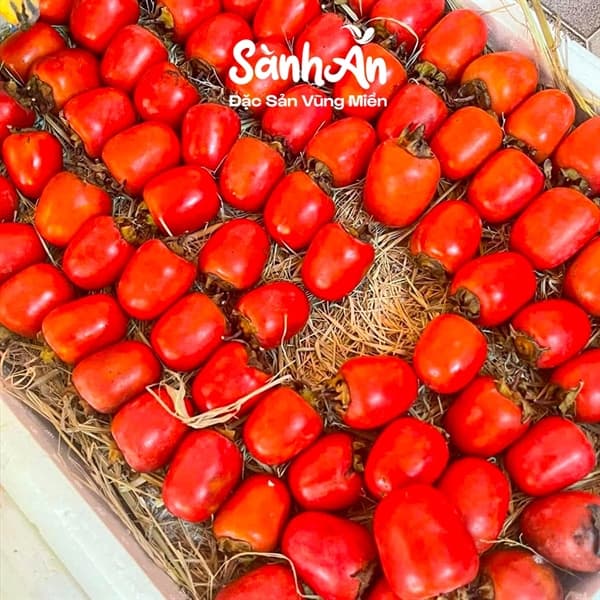 Hồng sáp cổ Nghệ An 4