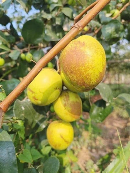 Táo Mật Đài Bắc Giang VIP 3