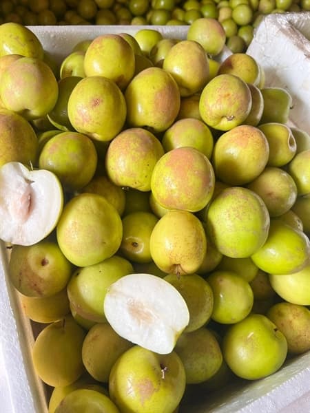 Táo Mật Đài Bắc Giang VIP 2