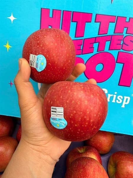 Táo Evercrips Mỹ S72