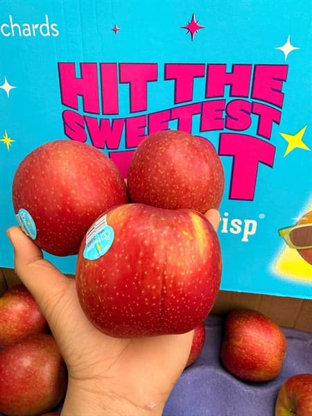 Táo Evercrips Mỹ S72 2