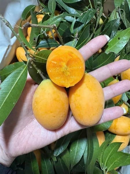 Thanh trà Vĩnh Long