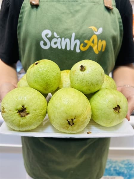 Ổi đồi Nghệ An