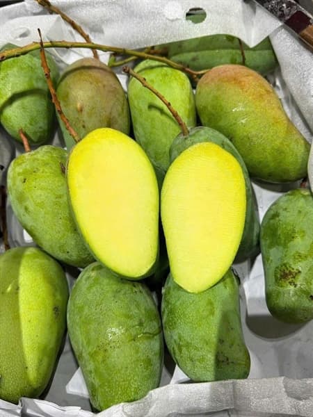 Xoài hạt lép An Giang