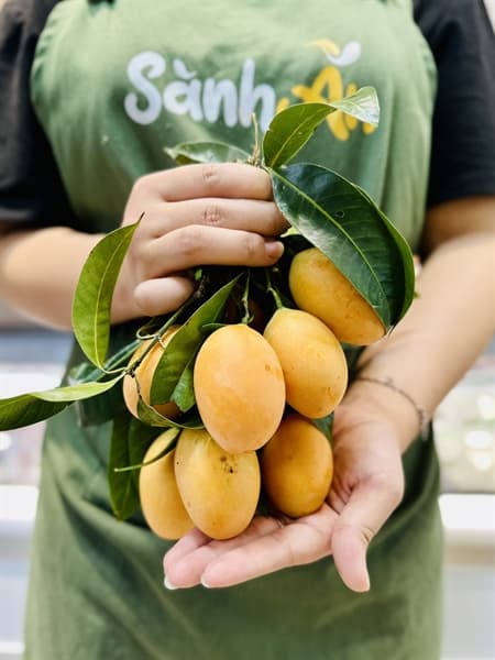 Thanh Trà Thái Lan KK