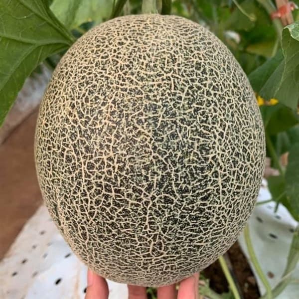 Dưa lưới Ichiba Nhật Bản 2