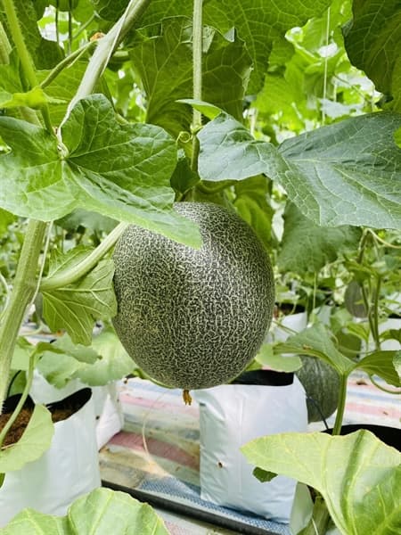 Dưa lưới Ichiba Nhật Bản 3