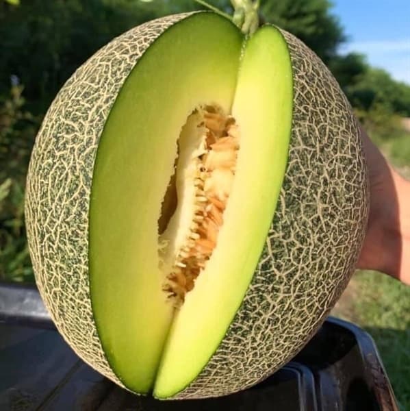 Dưa lưới Ichiba Nhật Bản 4