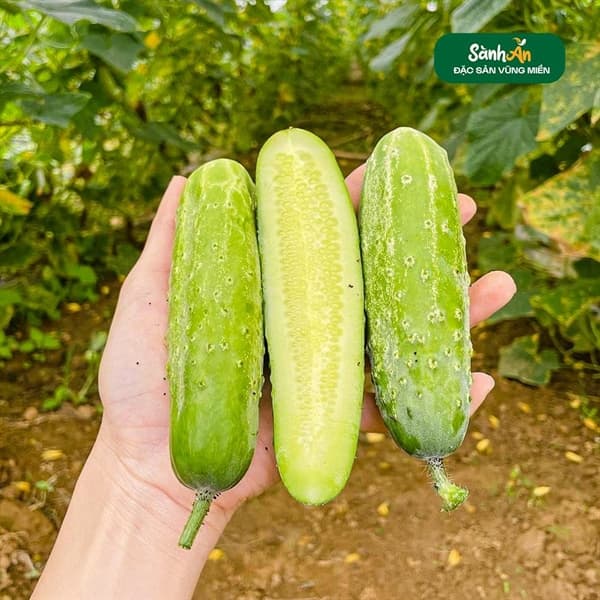 Dưa chuột nếp Nghệ An 5