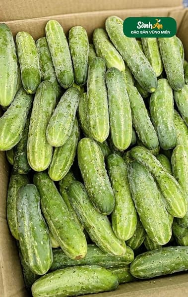 Dưa chuột nếp Nghệ An 3