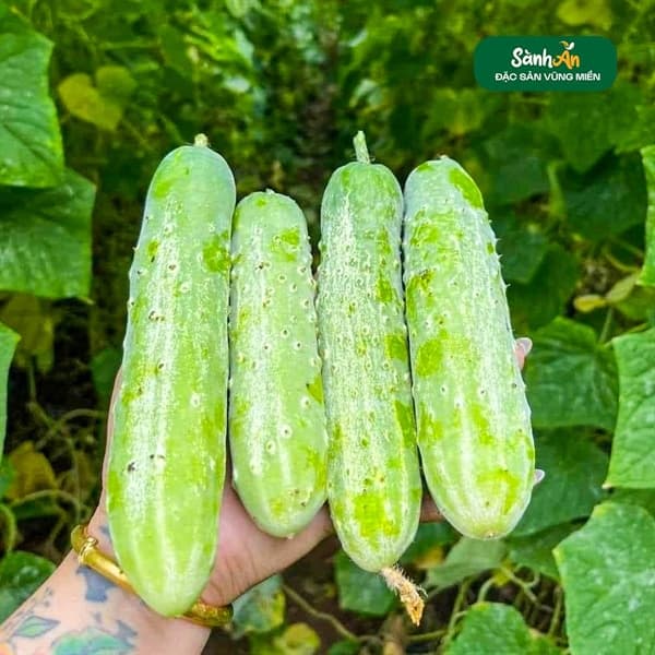 Dưa chuột nếp Nghệ An 4