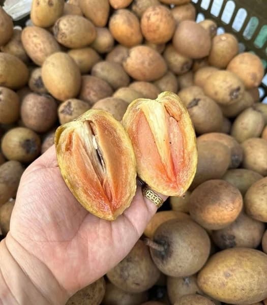 Hồng xiêm Xuân Đỉnh 2