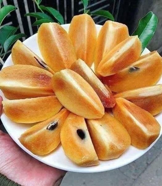 Hồng xiêm Xuân Đỉnh 4