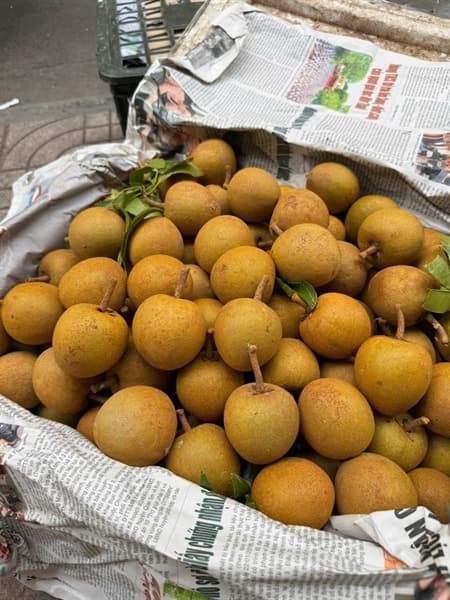 Hồng xiêm Xuân Đỉnh 3