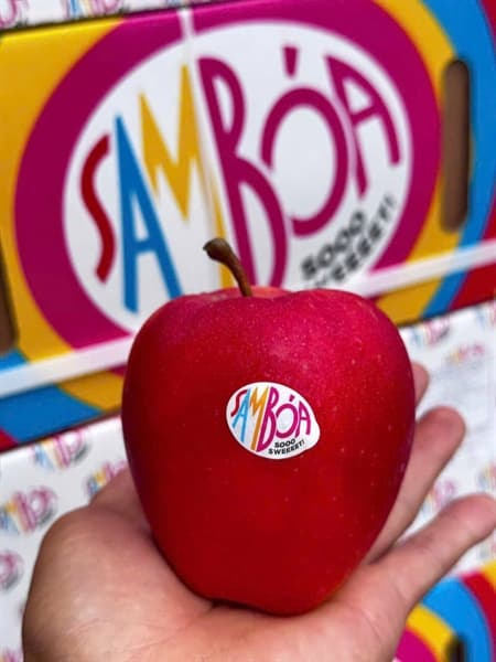 Táo Samboa 4