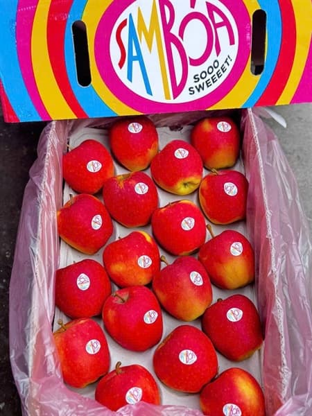 Táo Samboa 3