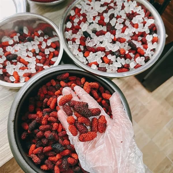 Cốt dâu tằm cổ Sơn La