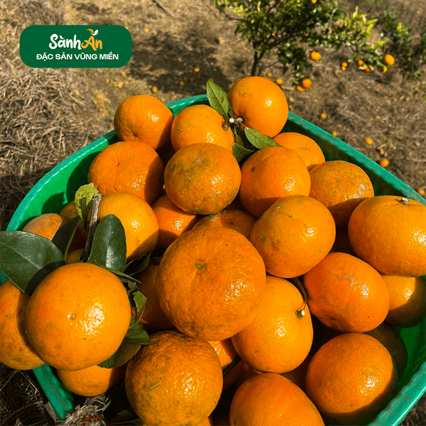 Quýt Sim Mường Khương