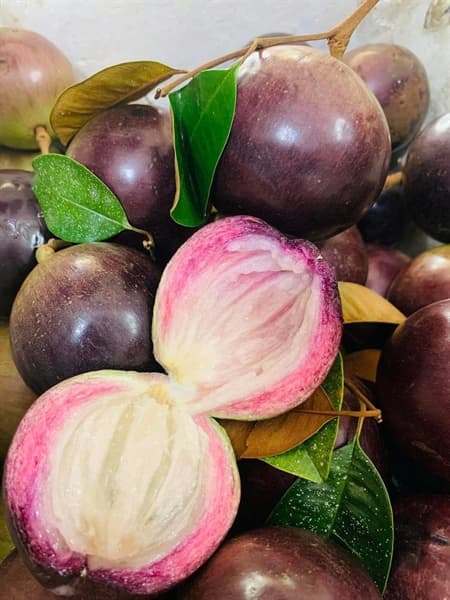 Vú sữa tím Lò rèn