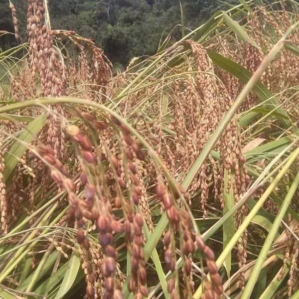 Gạo nếp nương Tan Lào 1kg 5